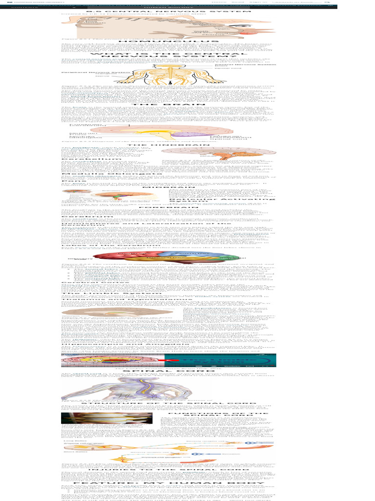 Understanding the Central Nervous System | PDF | Cerebrum | Brain