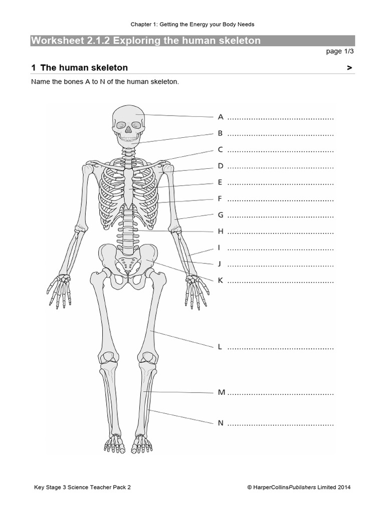 2 1 2 ws write on pdf skeleton bone