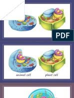 Cell Cycle