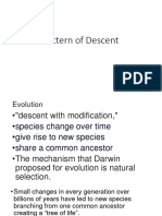 Pattern-of-Descent