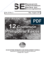 Philippine Ferns