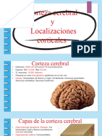 Corteza Cerebral