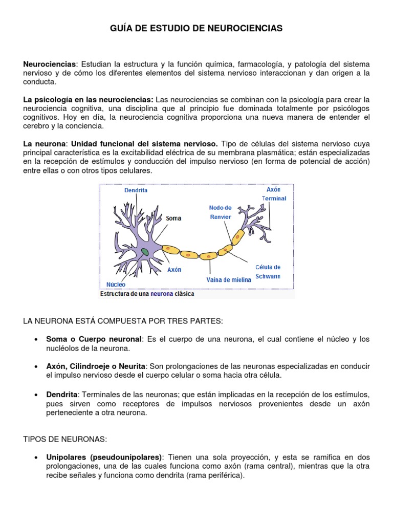 Clasificación y Función de Neuronas | PDF | Neurona | Sistema nervioso