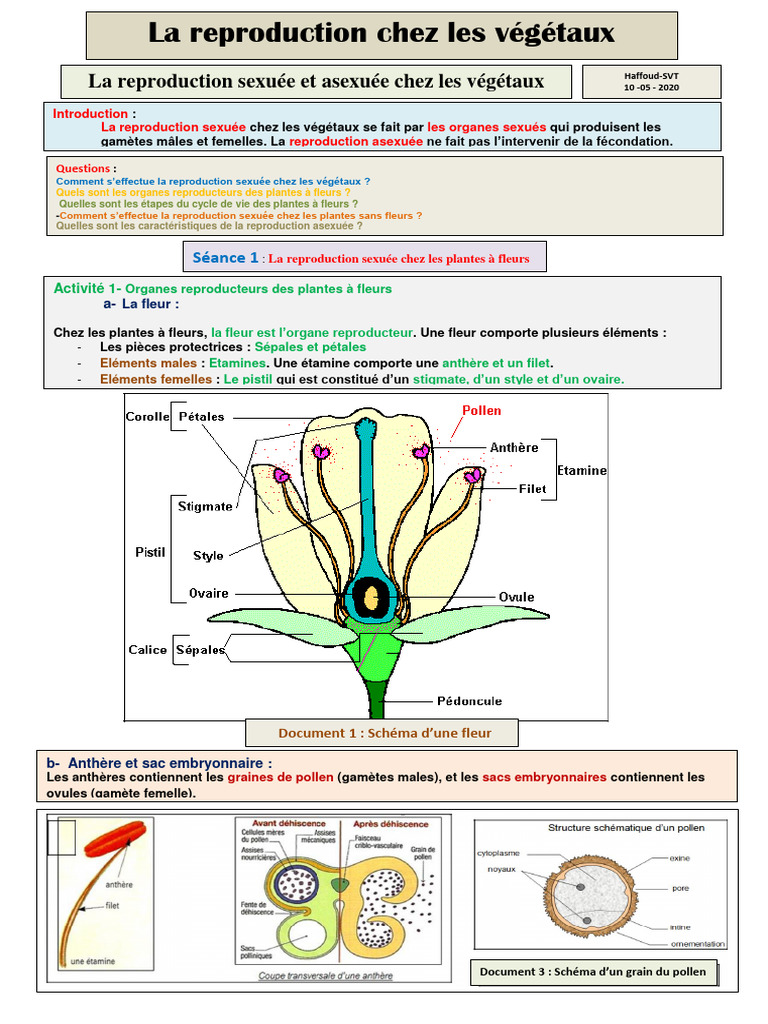 Reproduction des Plantes : Sexuée et Asexuée | PDF | Fleurs | Greffe ...
