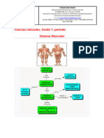 Clase 11. Grado 7°. Periodo I. Sistema Muscular. Parte I.