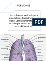 PULMONES Anatomia1