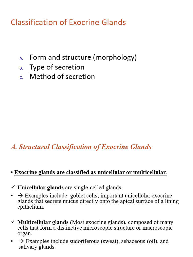 Exocrine Glands: Structure & Function | PDF | Secretion | Glands