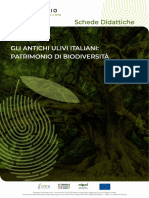 Gli Antichi Ulivi Italiani Patrimonio Di Biodiversità