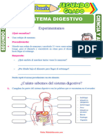 El Sistema Digestivo para Segundo Grado de Primaria