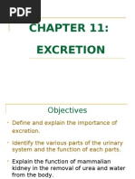 Download Chapter 11 - Excretion by api-3728508 SN7247656 doc pdf