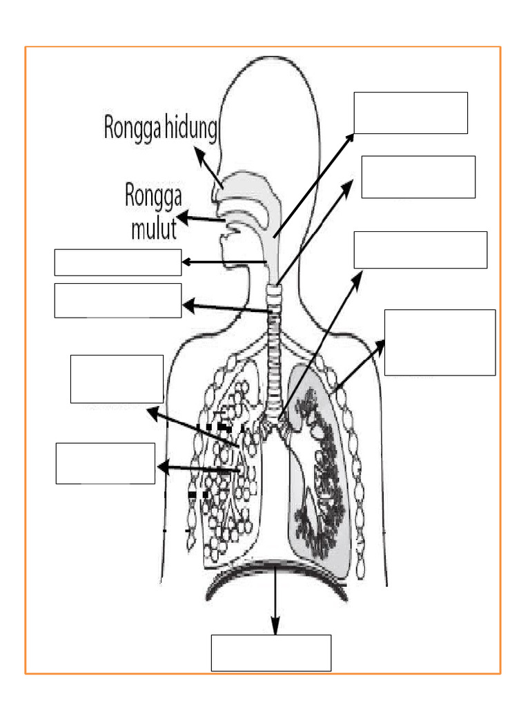 Gambar Respirasi | PDF