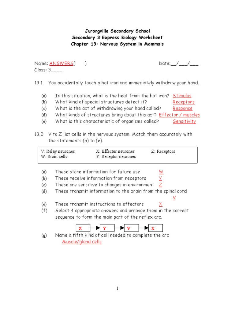 worksheet Worksheet Nervous System chapter 13 nervous system in mammals worksheet answers