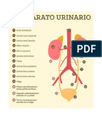 7 Importantes Datos Sobre El Sistema Urinario