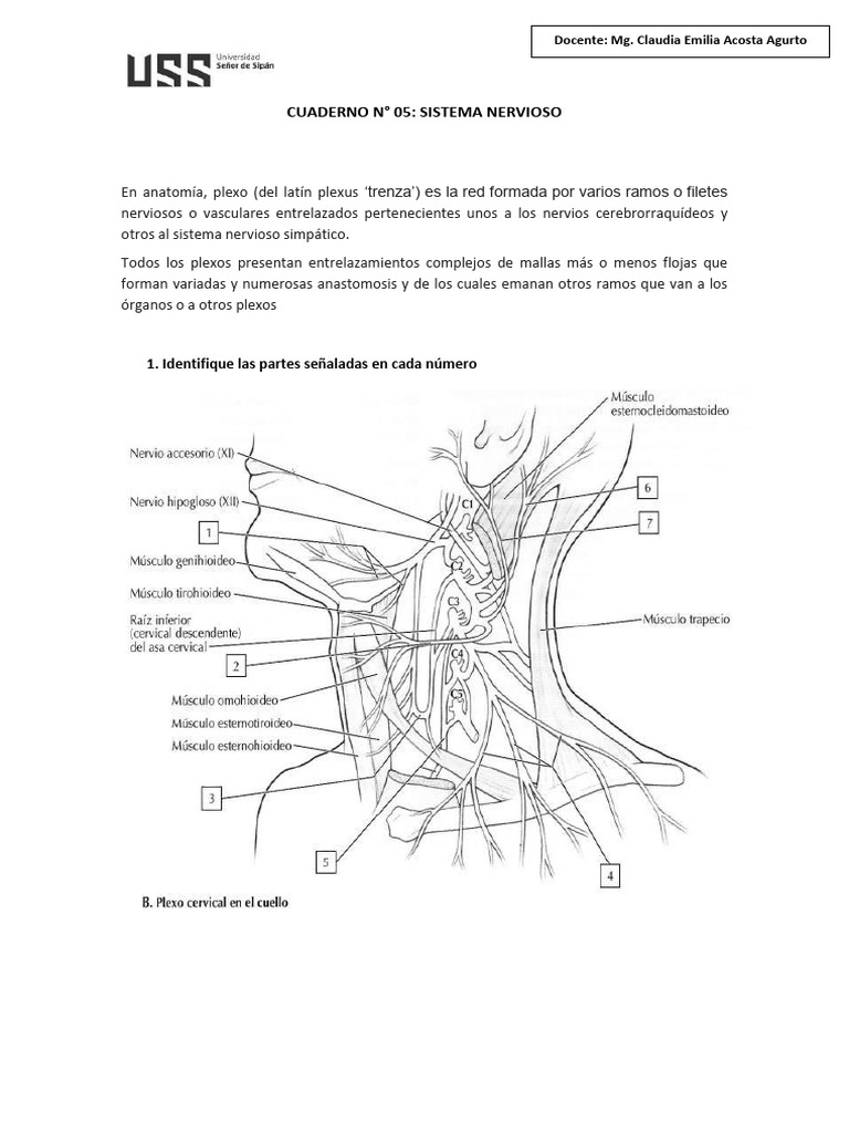 CUADERNO DE TRABAJO 05 SISTEMA NERVIOSO | PDF | Nervio | Sistema nervioso