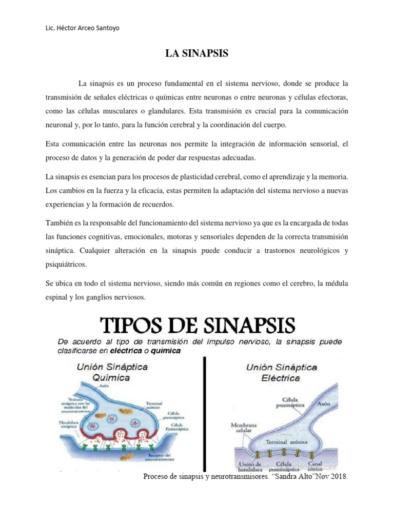 Importancia de la Sinapsis Neuronal | PDF | Sinapsis | Neurona