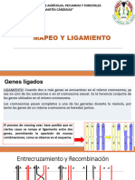 Mapeo y Ligamiento - II.23