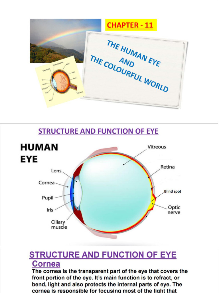 Ch Human Eye And The Colourful World Pdf
