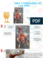 Anatamonia de Aves - Practica