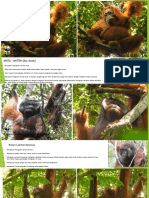 Ciri-Ciri Orangutan Punggualas