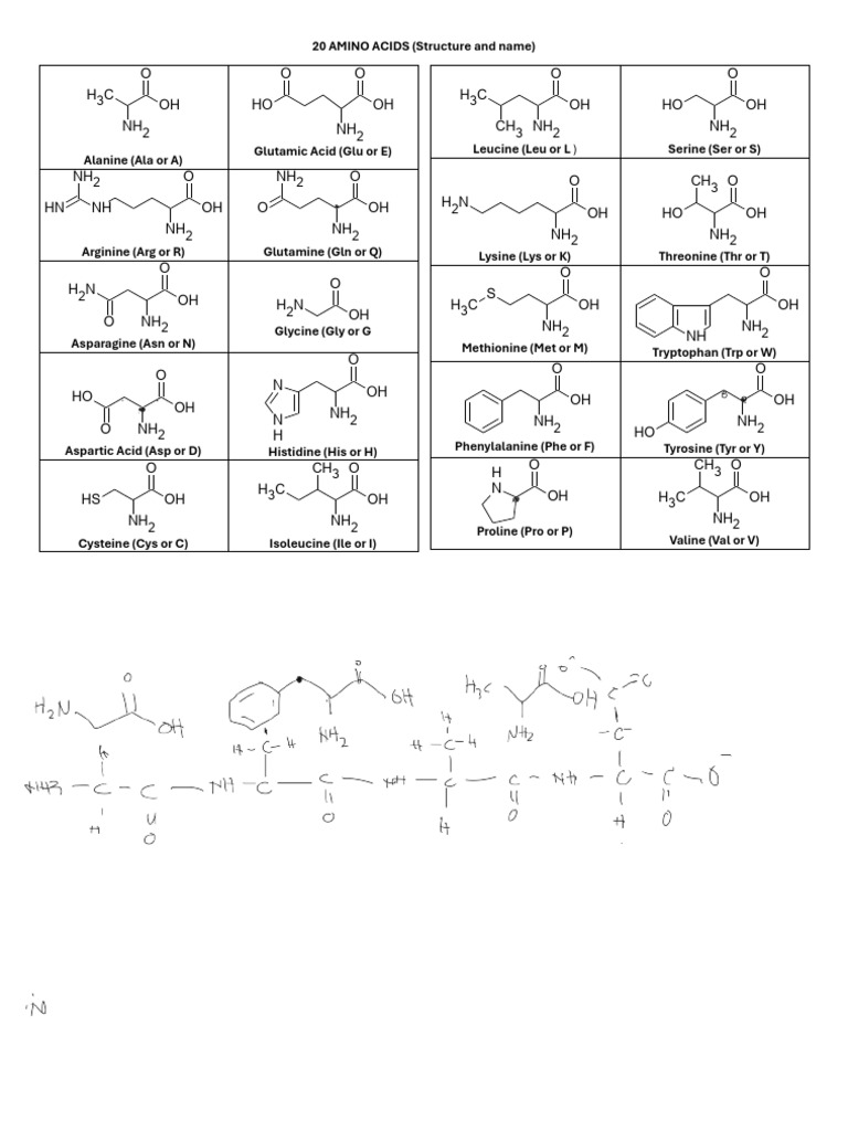 20 Amino Acids | PDF | Amino Acid | Functional Group