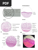 Histology of Appendix | PDF | Gastrointestinal Tract | Organ (Anatomy)