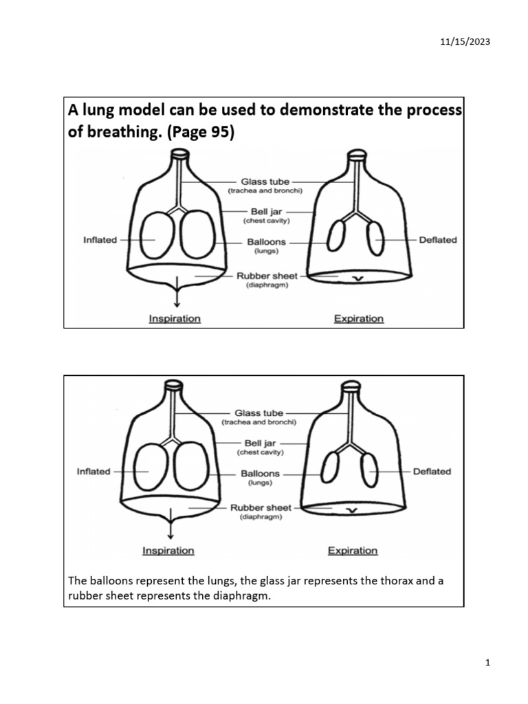 A Lung Model Can Be Used To Demonstrate The Process of Breathing. (Page ...