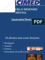 1 Anatomia Dental Aula (2)