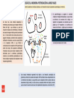 Tema 3 Infografía Neurofisiología de la memoria