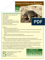 Snapping Turtles Fact Sheet