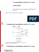 Carbohydrate Metabolism TCA Cycle - (PPP and Glycogen Metabolism)