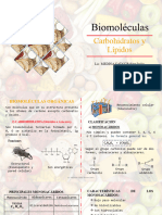 Carbohidratos y Lípidos