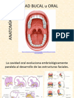 La Cavidad Oral - Anatomia