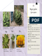 Maguey Papalote