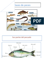 Clases de peces