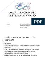 Organización Del Sistema Nervioso