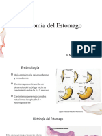 Anatomia Quirurgica Del Estomago