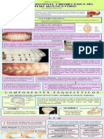 Anatomía Funcional y Biomecánica Del Sistema Masticatorio