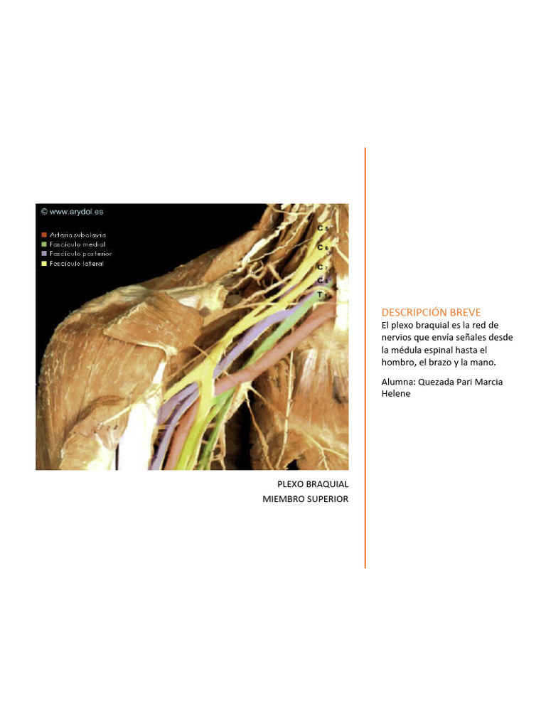 Plexo Braquial Pdf Codo Sistema Musculoesquelético