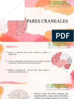 Pares Craneales Anatomia