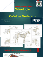 Aula 03 - Osteologia Cranio e Vertebras