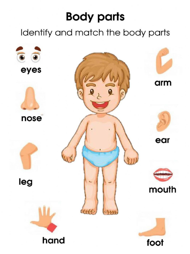 Body Test | PDF