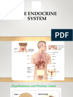 Endocrine-System-2023-2024