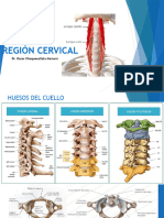 Región Cervical