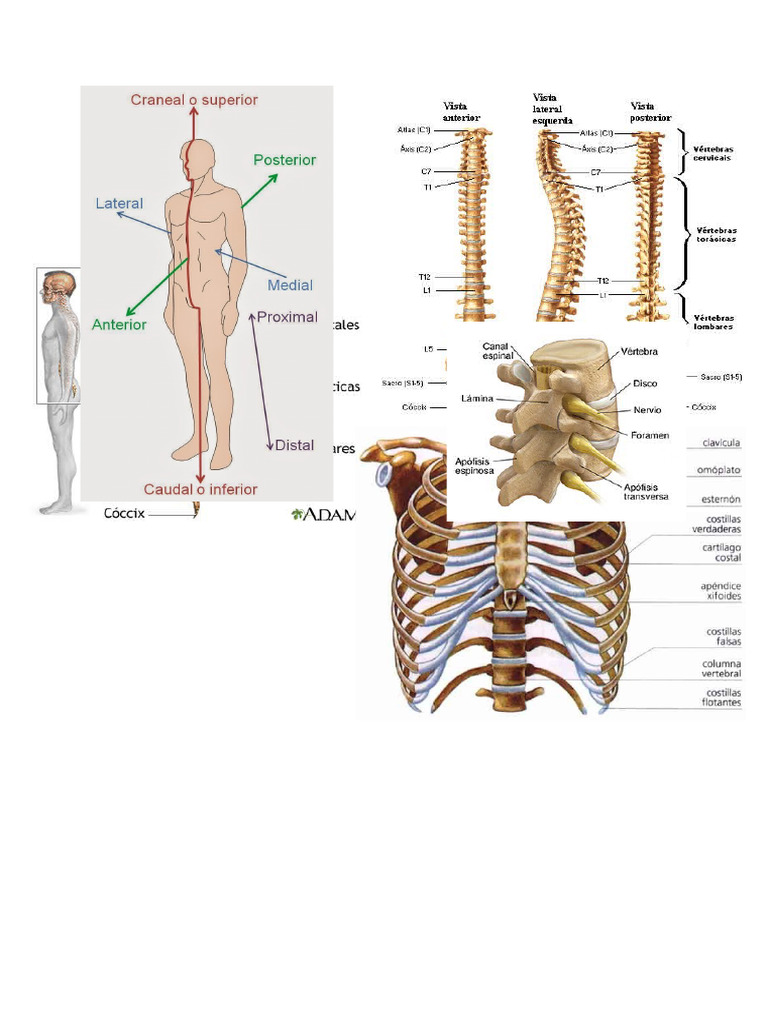 Img Anatomìa | PDF