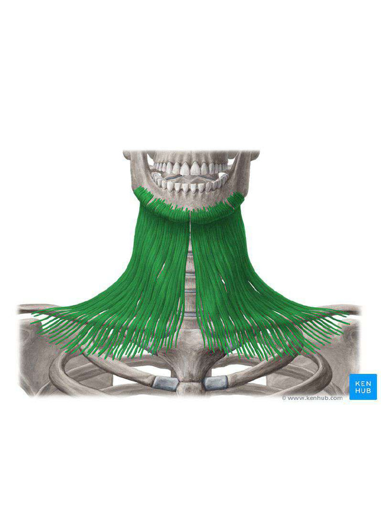 Musculo Platisma PDF
