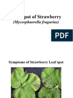 Leaf Spot of Strawberry