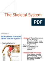 Skeletal-System