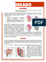Higado. Cristel Del Carmen Reyes Osorio
