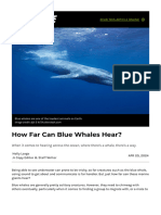 How Far Can Blue Whales Hear