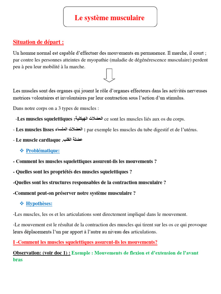 Comprendre le système musculaire humain | PDF | Muscle | Muscle ...